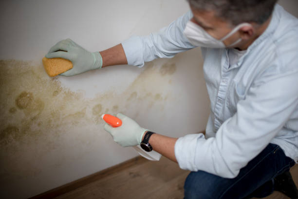 Best Black Mold Removal  in Glenn Dale, MD