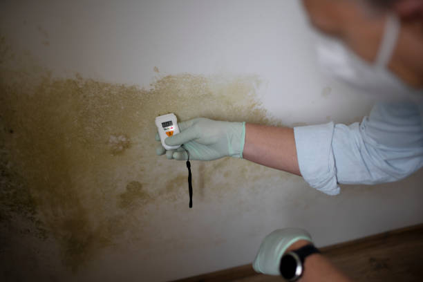 Best Certified Mold Removal  in Glenn Dale, MD