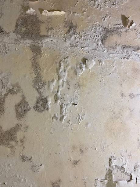 Best Commercial Mold Removal  in Glenn Dale, MD