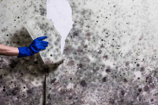 Best Home Mold Removal  in Glenn Dale, MD