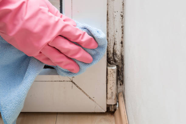 Best Toxic Mold Removal  in Glenn Dale, MD