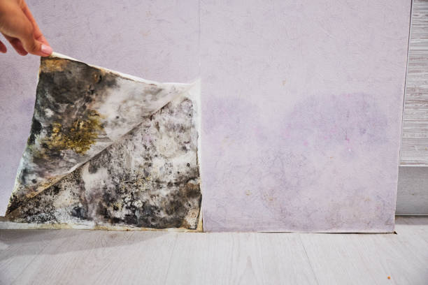 Best Local Mold Removal Service  in Glenn Dale, MD